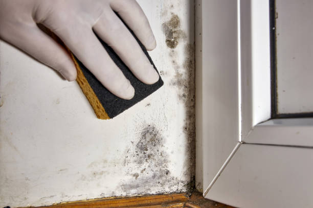 Best Mold Remediation for Vacation Homes  in USA